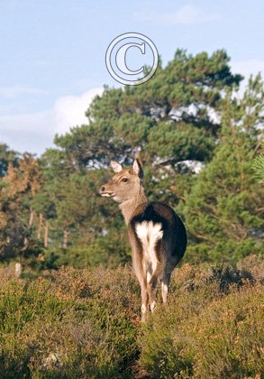 Sika Deer Hind DMO705